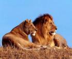 Aslan ve dişi aslan